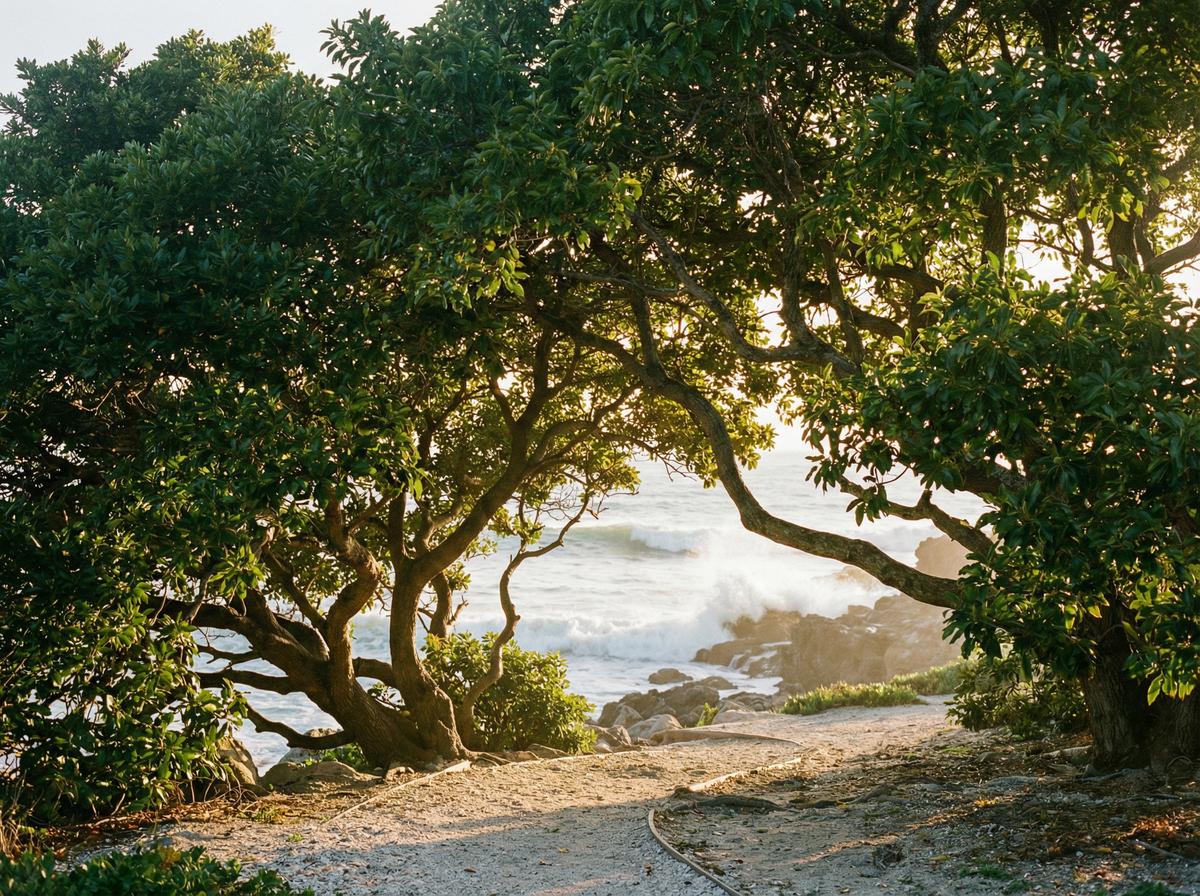呦呦视频樟树视频展示 - 植物视频